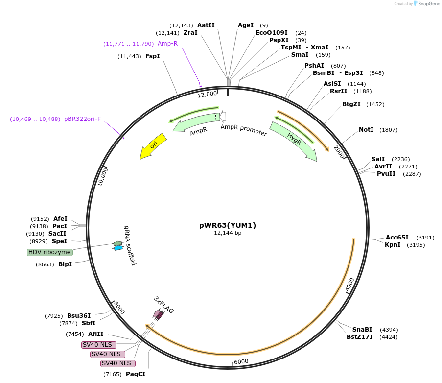 203336-plasmid-map-sequence-id-417292