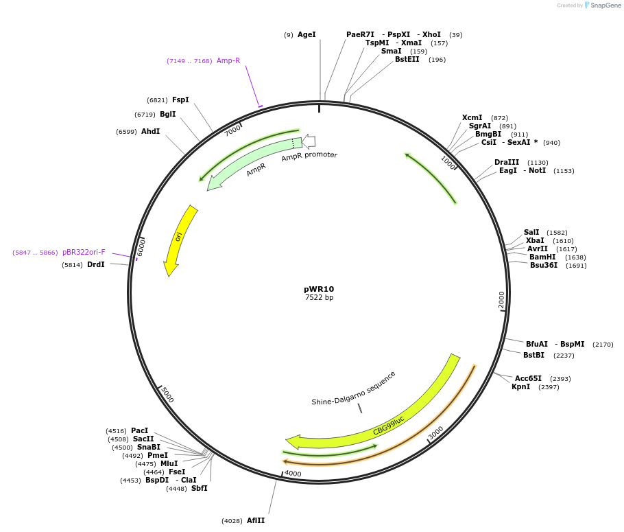 202710-plasmid-map-sequence-id-417297