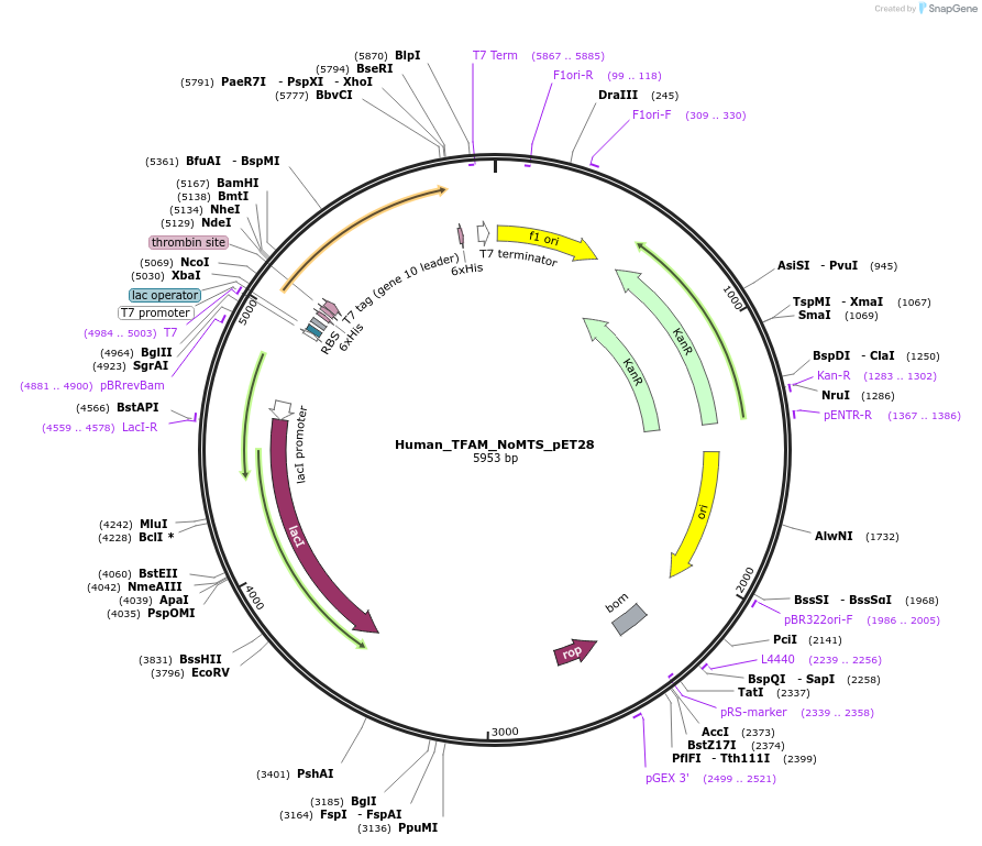 34705-plasmid-map-sequence-id-41730