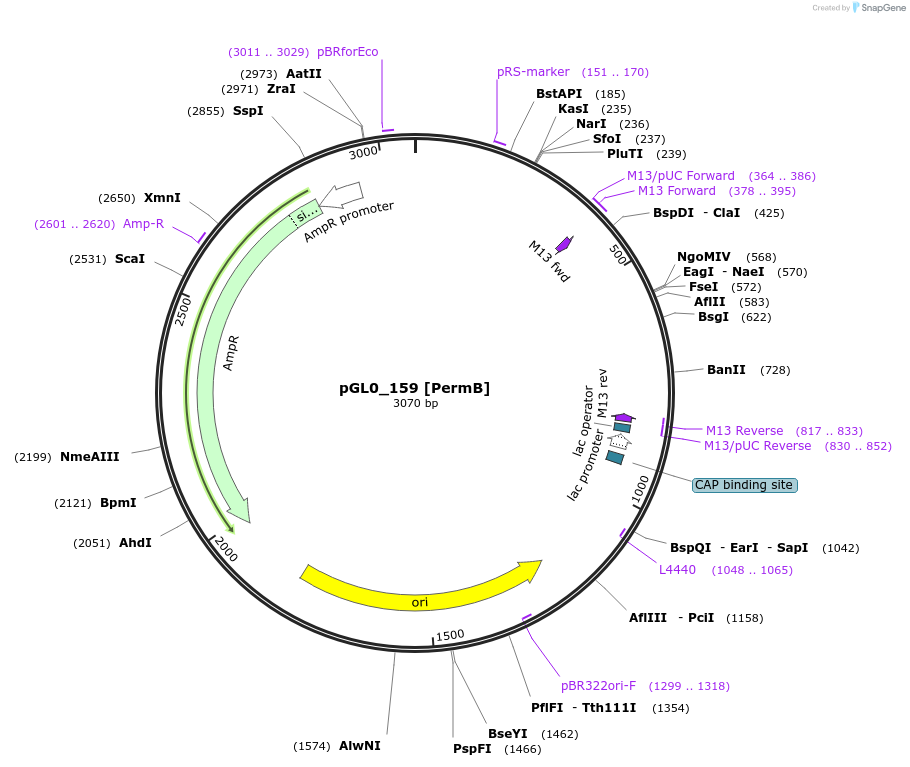 210681-plasmid-map-sequence-id-417306