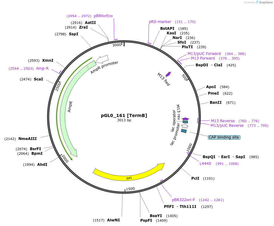 210683-plasmid-map-sequence-id-417308