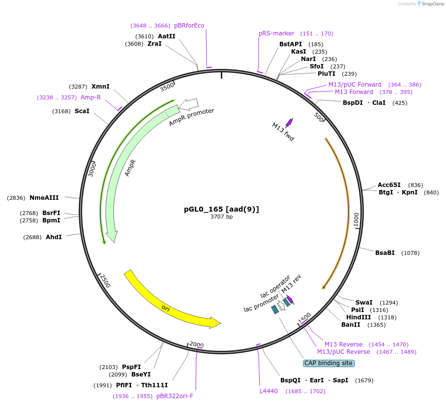210685-plasmid-map-sequence-id-417310