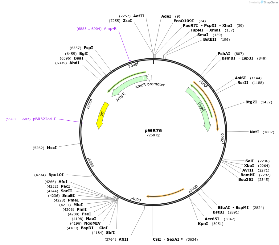 202776-plasmid-map-sequence-id-417311