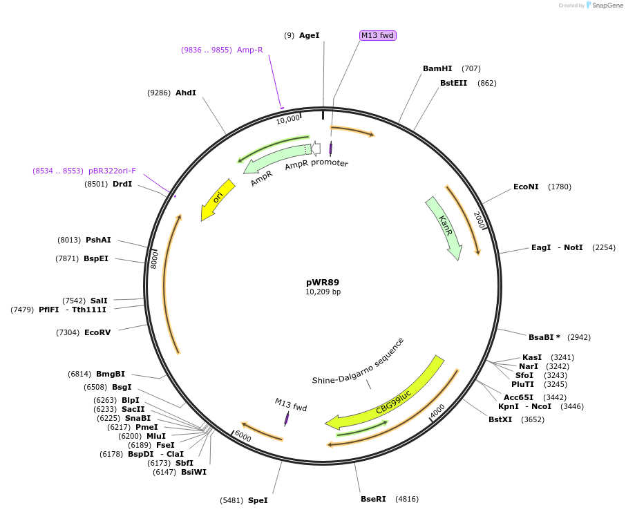 203423-plasmid-map-sequence-id-417318