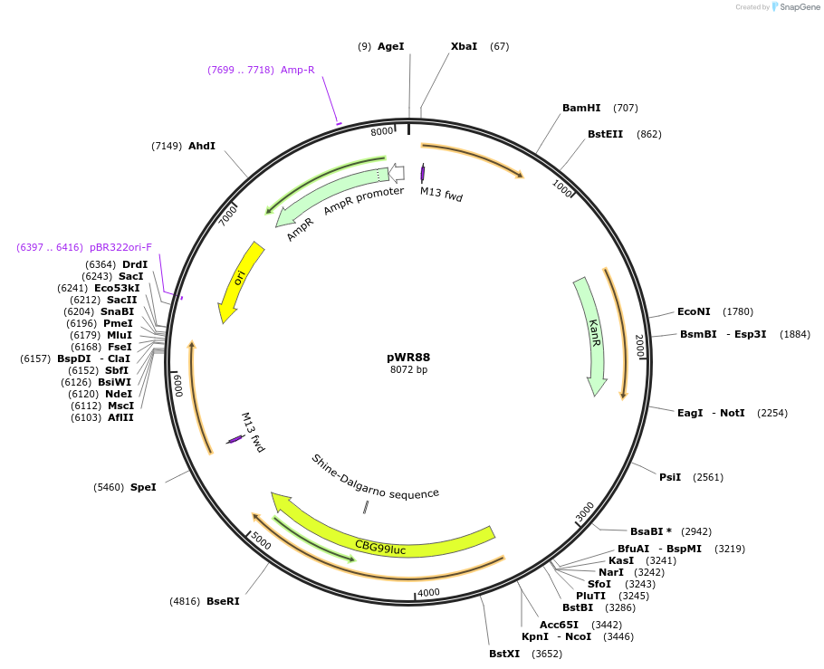 203422-plasmid-map-sequence-id-417322