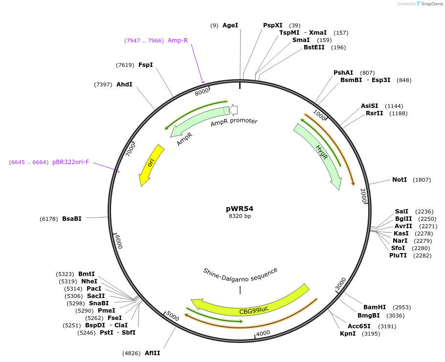 203330-plasmid-map-sequence-id-417329