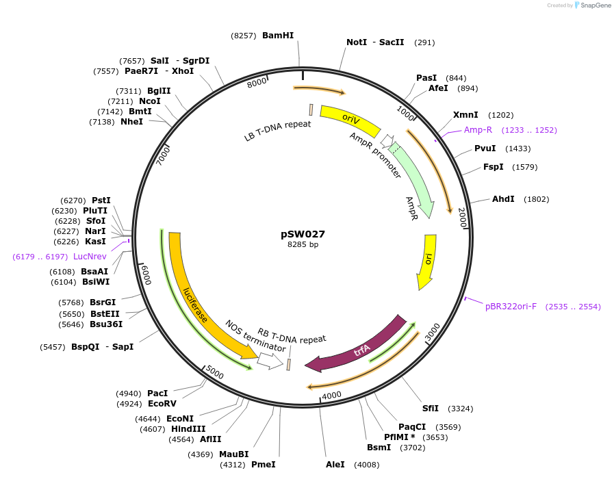 201315-plasmid-map-sequence-id-417345