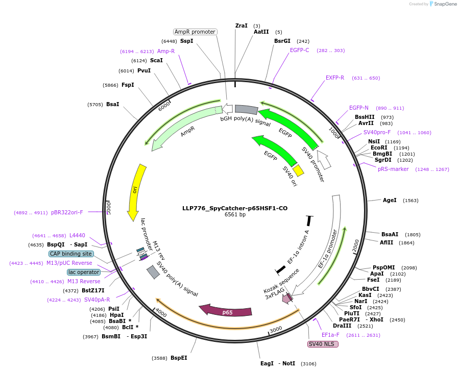 211769-plasmid-map-sequence-id-417357