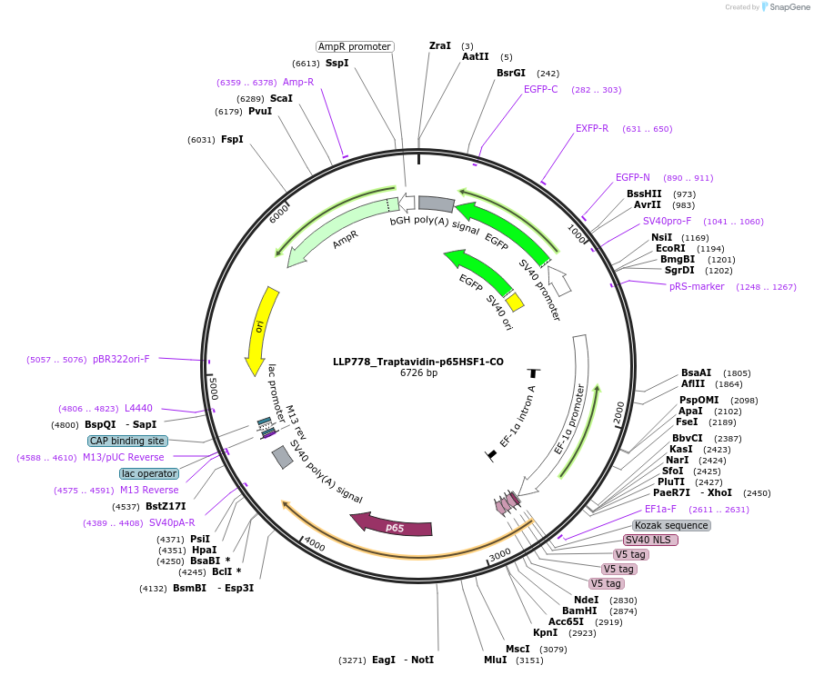 211771-plasmid-map-sequence-id-417358