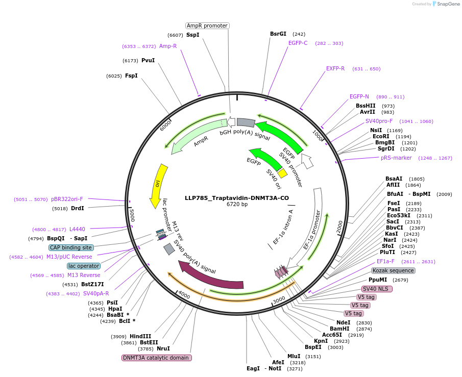 211778-plasmid-map-sequence-id-417360