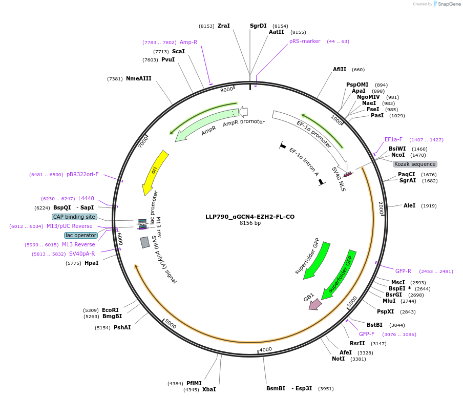 211784-plasmid-map-sequence-id-417361
