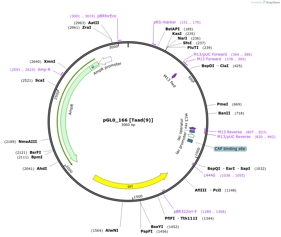 210686-plasmid-map-sequence-id-417362