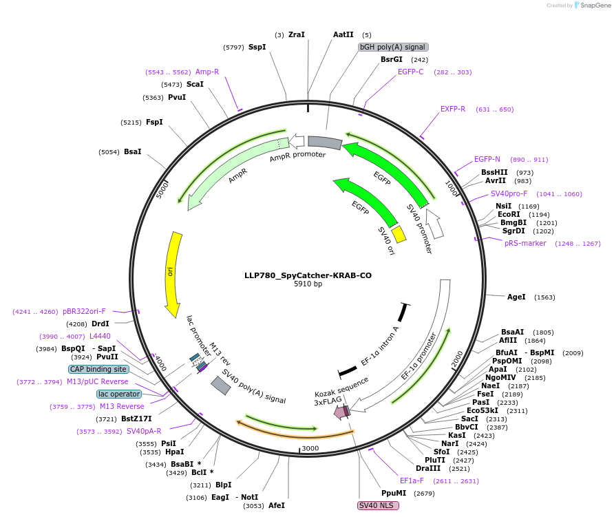 211773-plasmid-map-sequence-id-417365