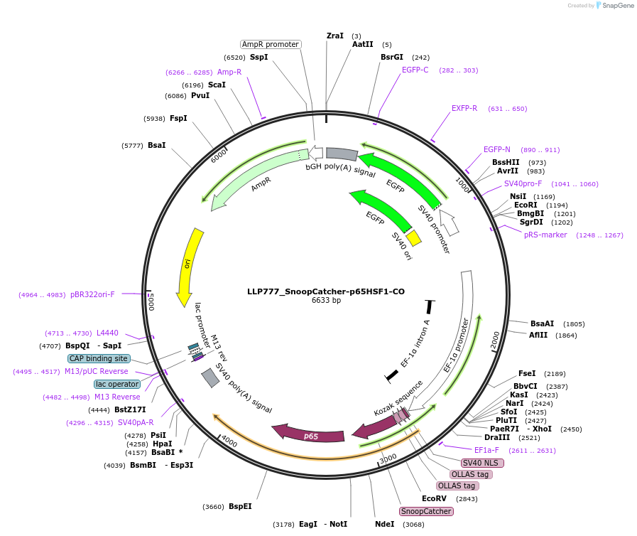 211770-plasmid-map-sequence-id-417367