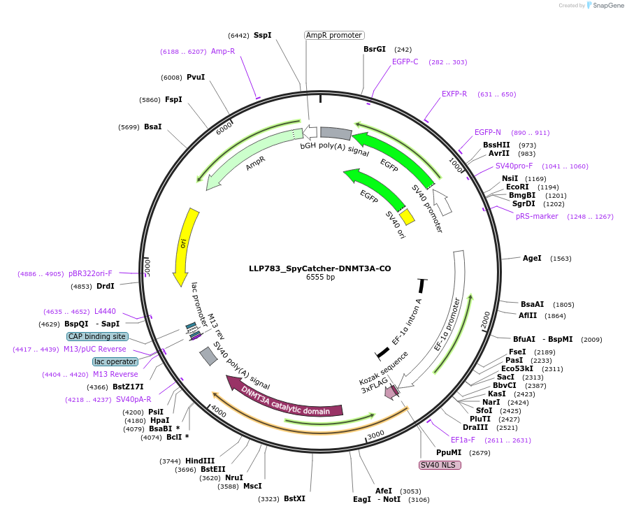 211776-plasmid-map-sequence-id-417370