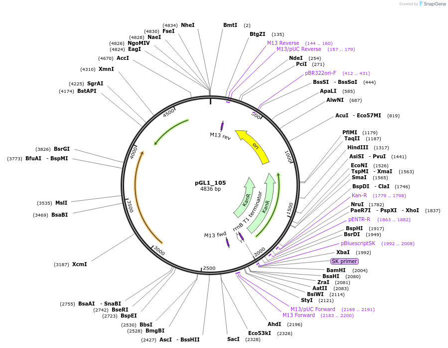 210689-plasmid-map-sequence-id-417373