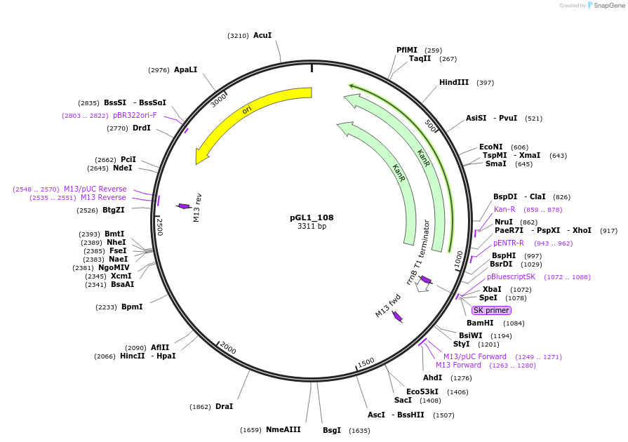 210692-plasmid-map-sequence-id-417382