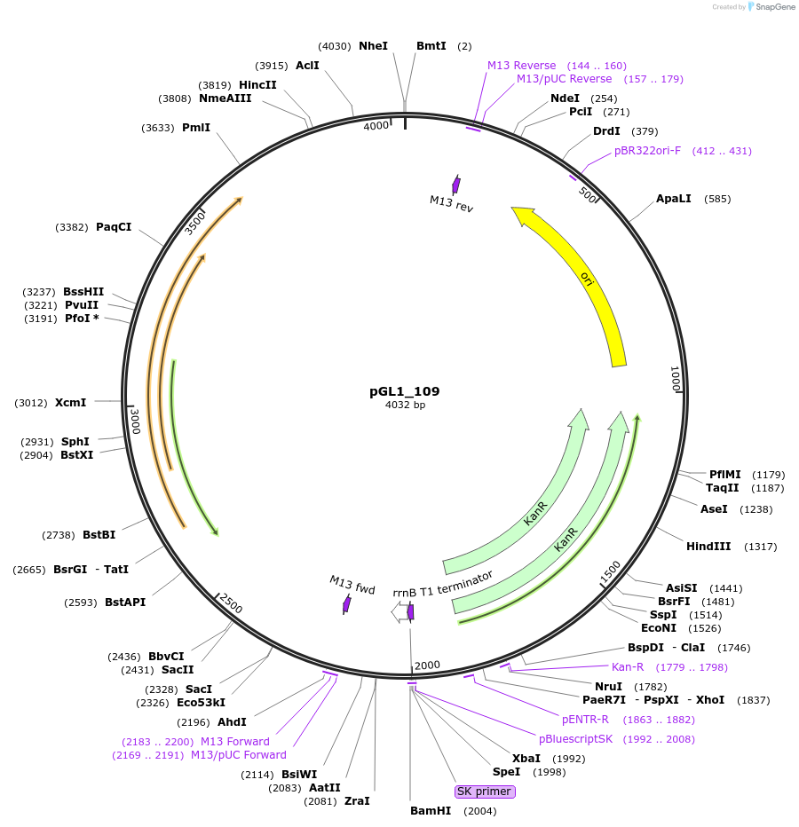 210693-plasmid-map-sequence-id-417385