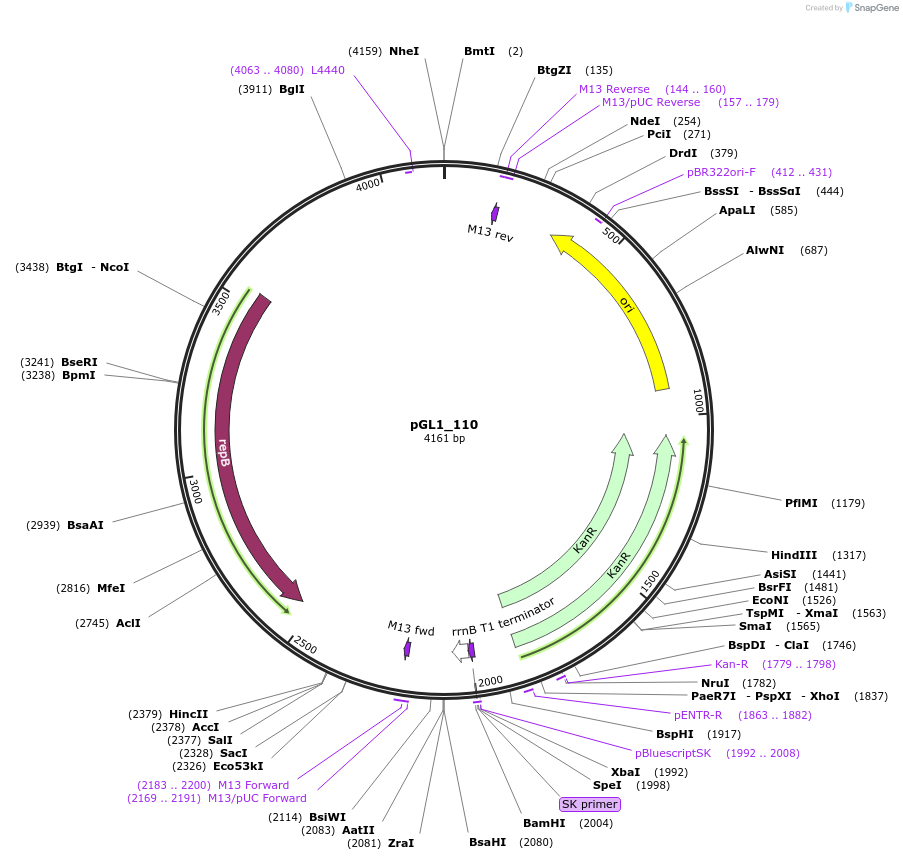 210694-plasmid-map-sequence-id-417386