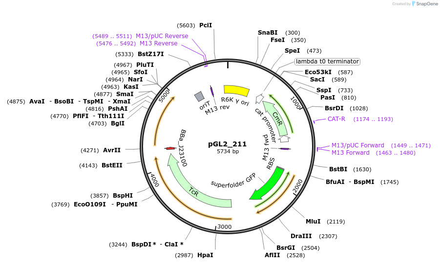 210695-plasmid-map-sequence-id-417388