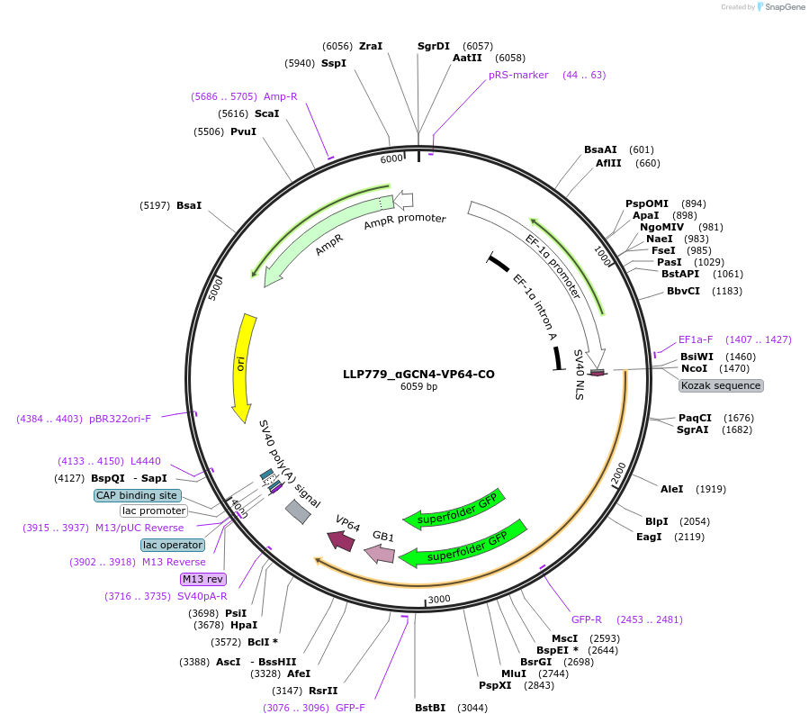 211772-plasmid-map-sequence-id-417389
