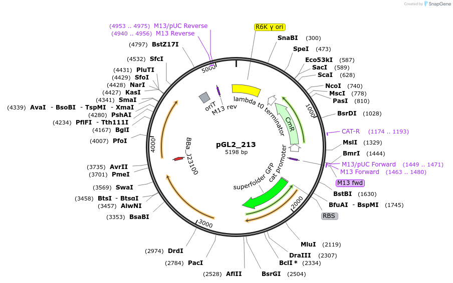 210697-plasmid-map-sequence-id-417392