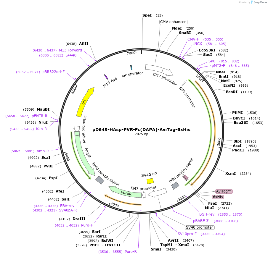 156765-plasmid-map-sequence-id-417400