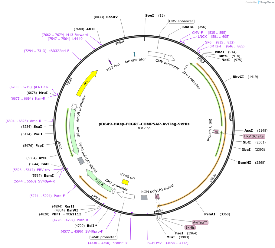 157384-plasmid-map-sequence-id-417401