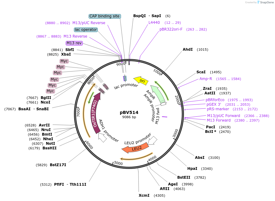 204602-plasmid-map-sequence-id-417406