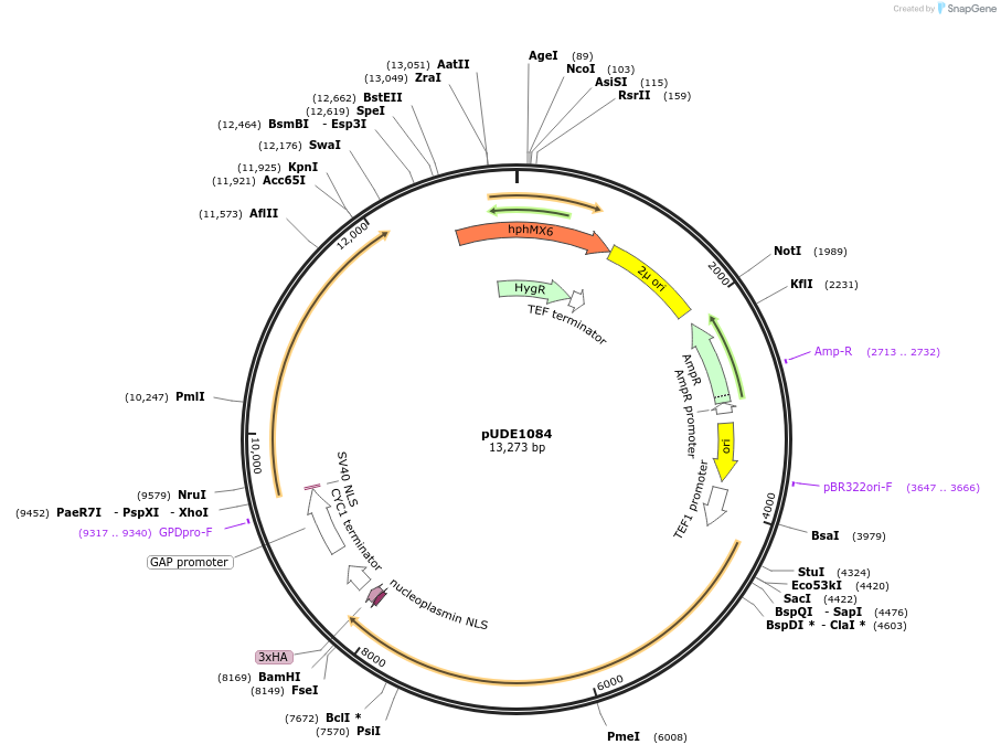 168500-plasmid-map-sequence-id-417437