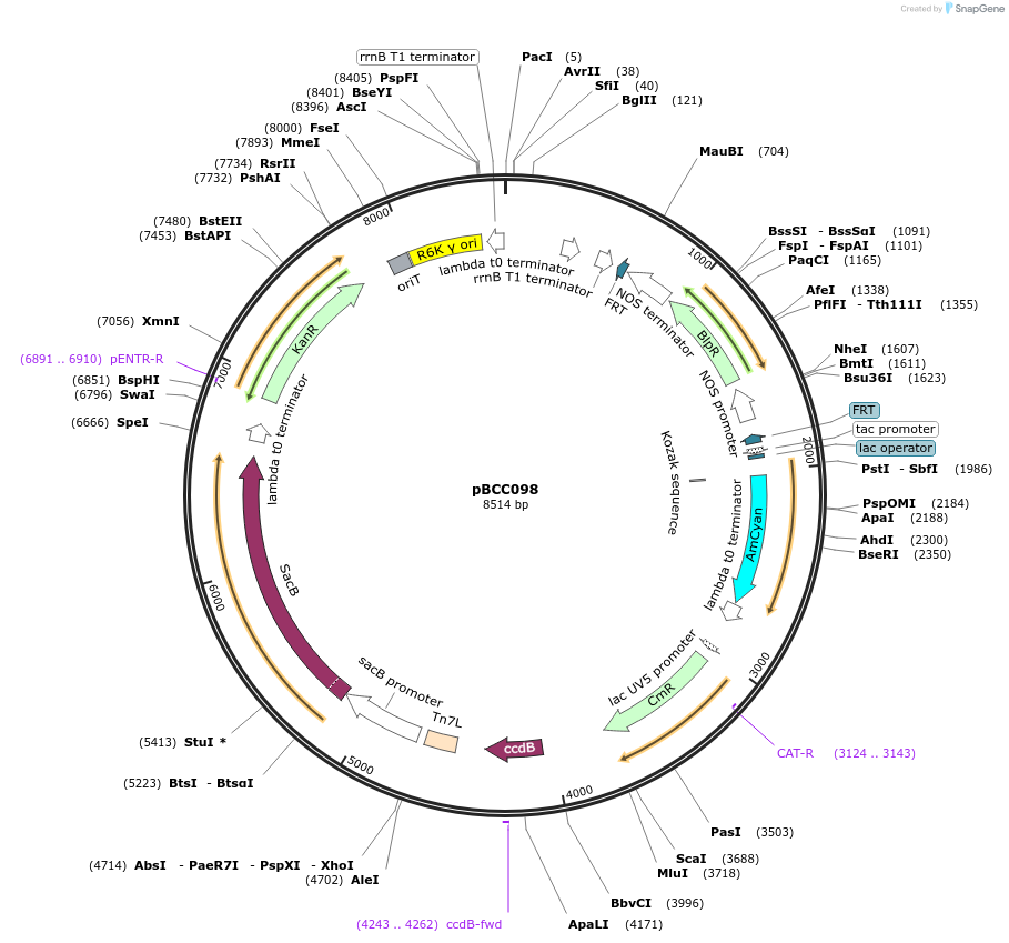 202224-plasmid-map-sequence-id-417451