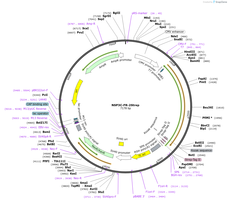 210312-plasmid-map-sequence-id-417460