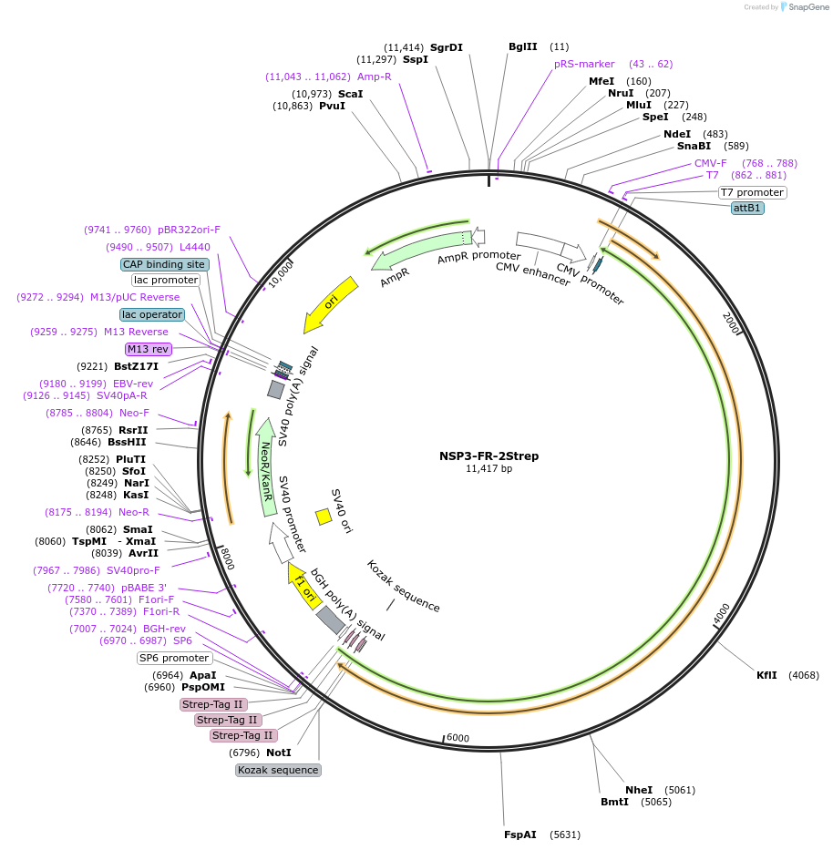210315-plasmid-map-sequence-id-417461