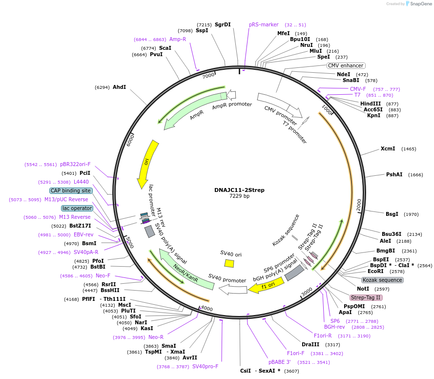 210354-plasmid-map-sequence-id-417467