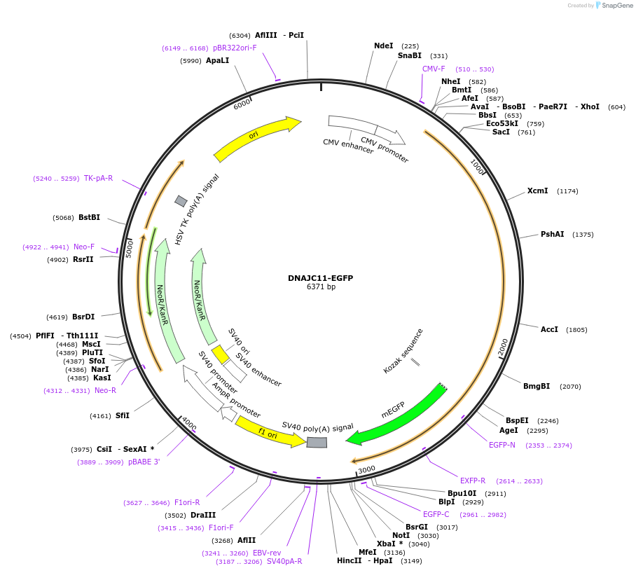 210368-plasmid-map-sequence-id-417470