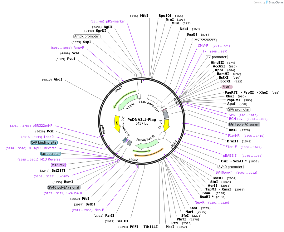 210342-plasmid-map-sequence-id-417506