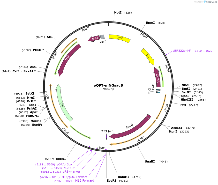 203676-plasmid-map-sequence-id-417524