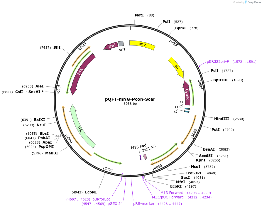 203678-plasmid-map-sequence-id-417525