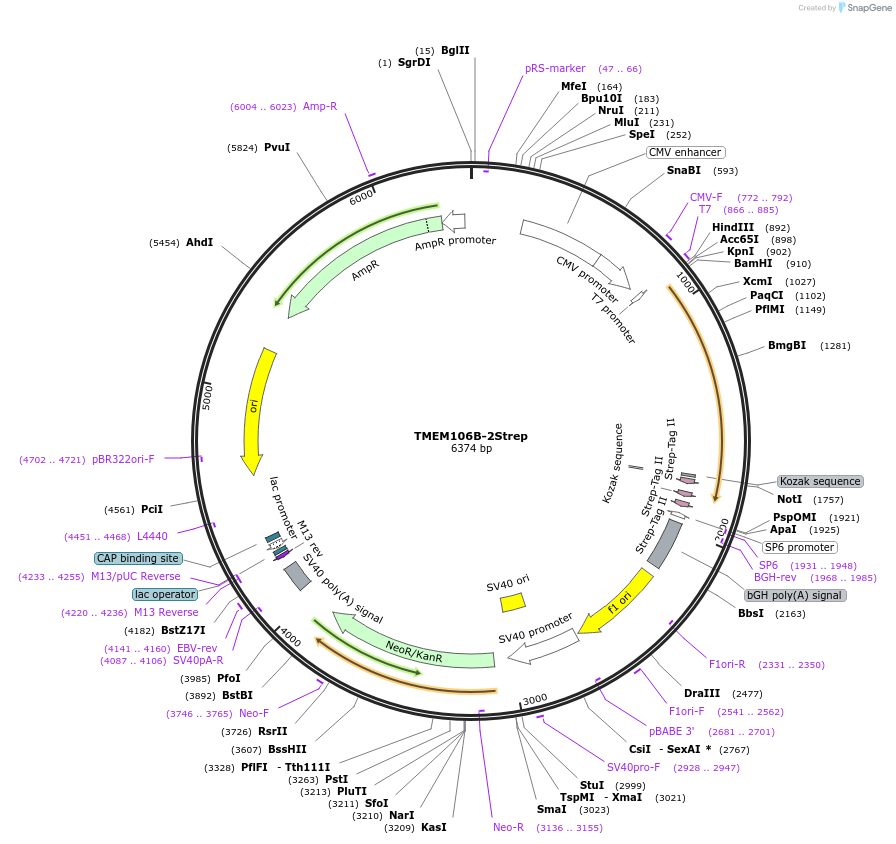 210360-plasmid-map-sequence-id-417528