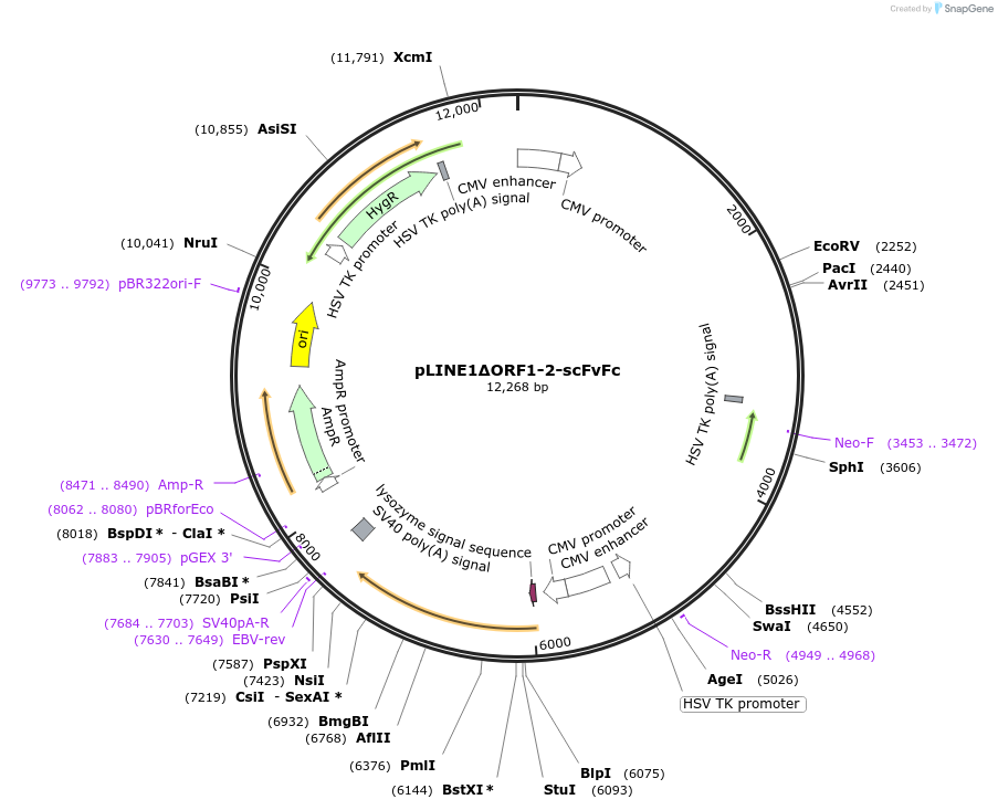 206022-plasmid-map-sequence-id-417554