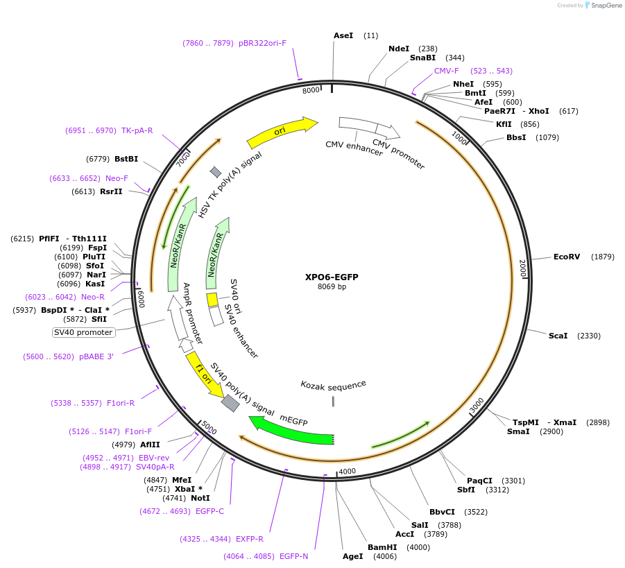 210371-plasmid-map-sequence-id-417564