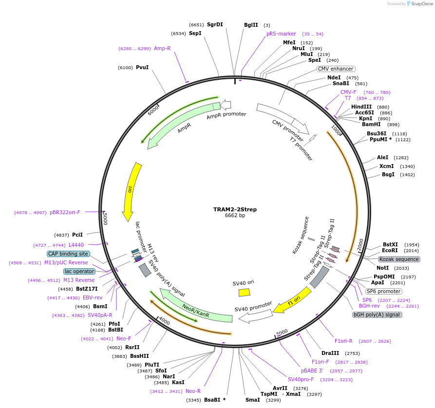 210374-plasmid-map-sequence-id-417565