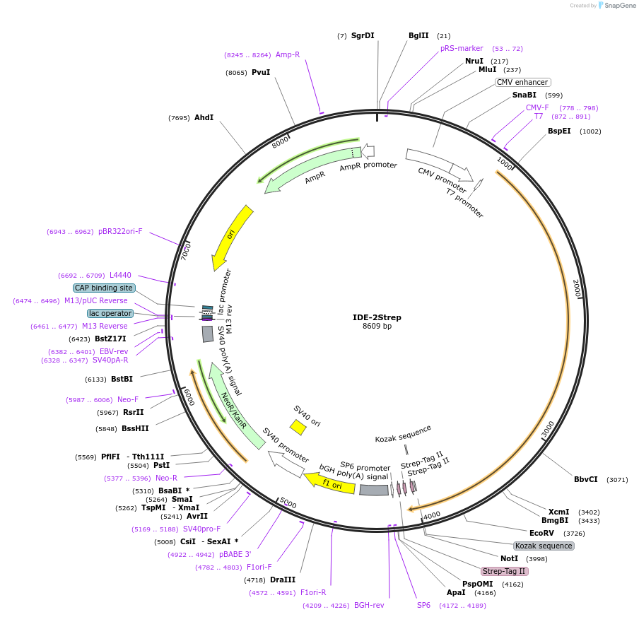 210355-plasmid-map-sequence-id-417568