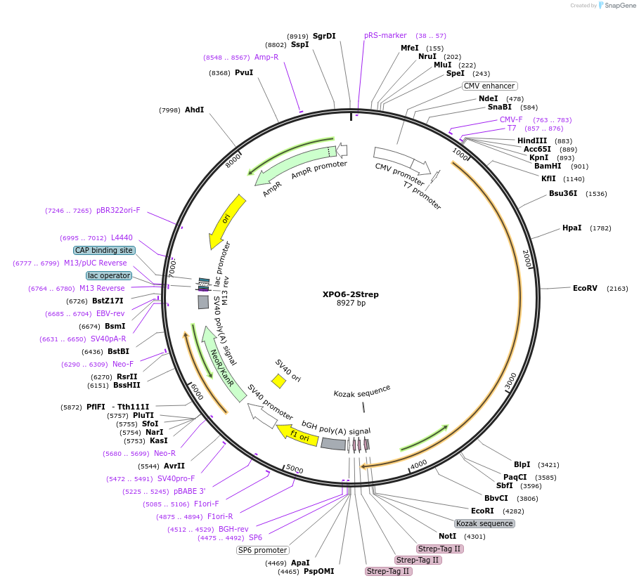 210356-plasmid-map-sequence-id-417569