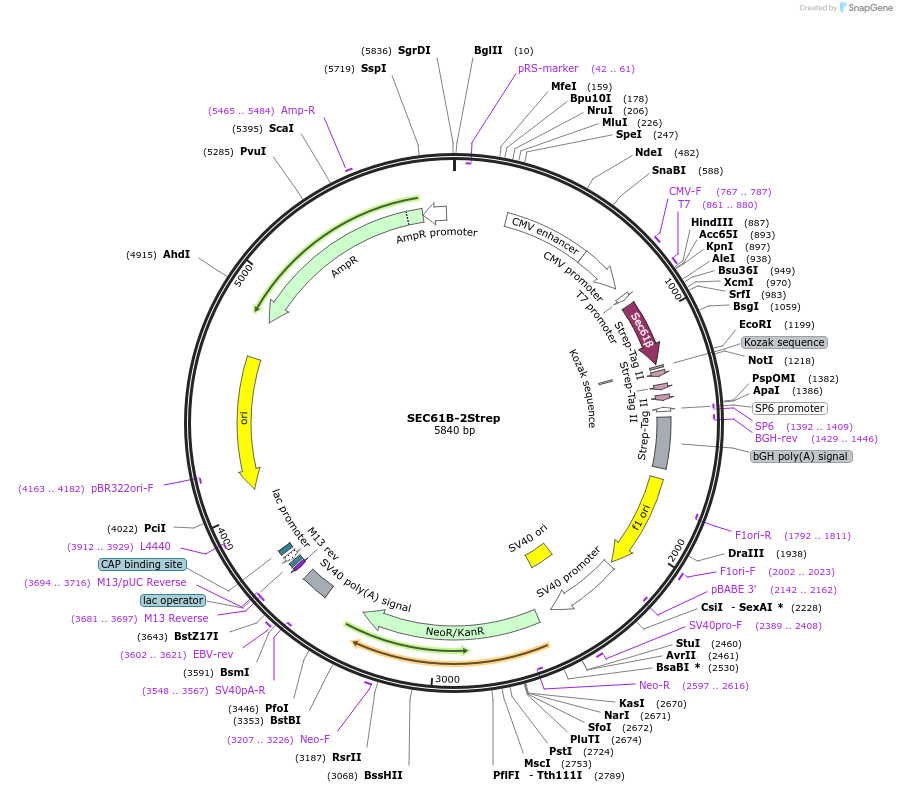 210375-plasmid-map-sequence-id-417595