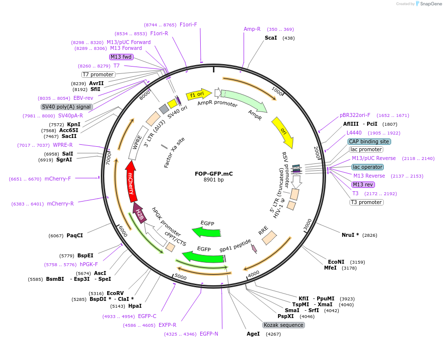 35492-plasmid-map-sequence-id-417599