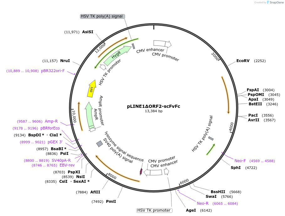 206021-plasmid-map-sequence-id-417608