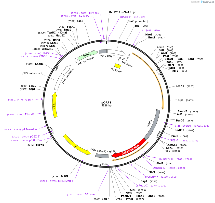 206025-plasmid-map-sequence-id-417609