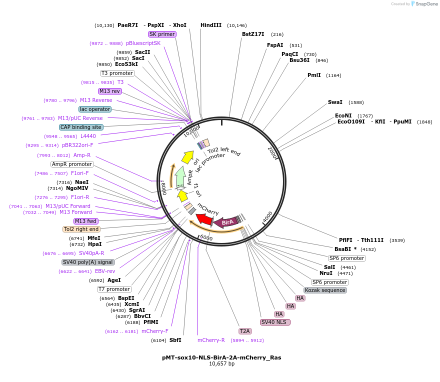 80063-plasmid-map-sequence-id-417621
