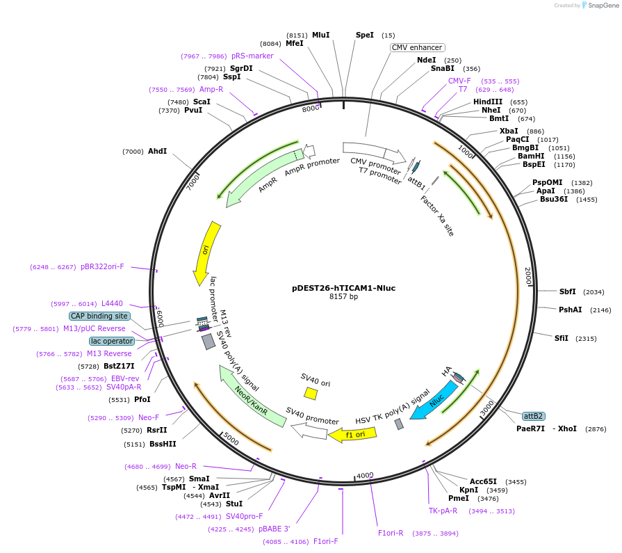 197634-plasmid-map-sequence-id-417624